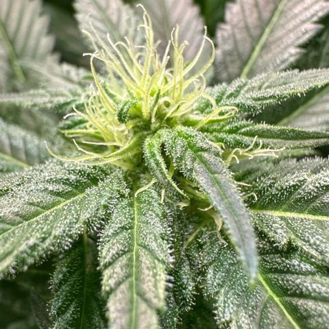 Fuel D.OG #1 Female 47.36g growlog timeline photo