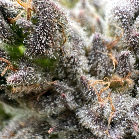 Misc x (LA Kush x Zkittles) #26 60.7g growlog timeline photo