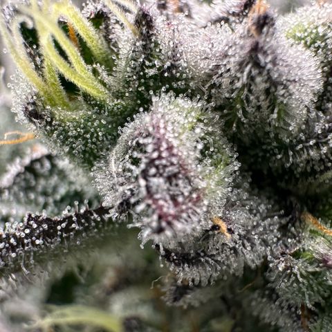 MiscxLAZ #22 C 42.33g growlog timeline photo