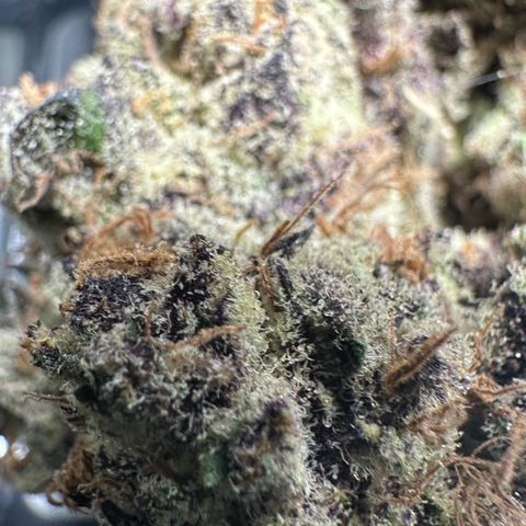 CxLAZ #03 45.52g growlog timeline photo