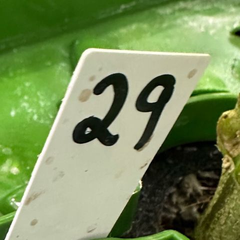 MiscxLAZ #29 C growlog timeline photo