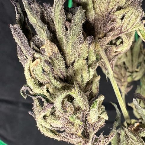 Misc x (LA Kush x Zkittles) #33 19.08g growlog photo: Moved to plastic bag