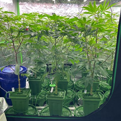 Fuel D.OG #1 Female 47.36g growlog timeline photo