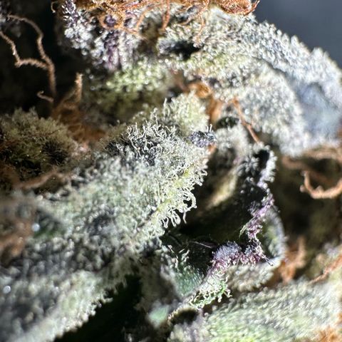 CxLAZ #03 45.52g growlog photo: Moved to plastic bag