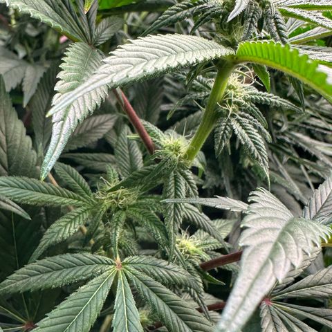MiscxLAZ #26 C #1 47.15g growlog timeline photo