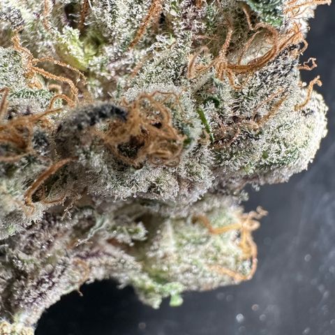 CxLAZ #31 58.75g growlog photo: Trimmed and moved to jar