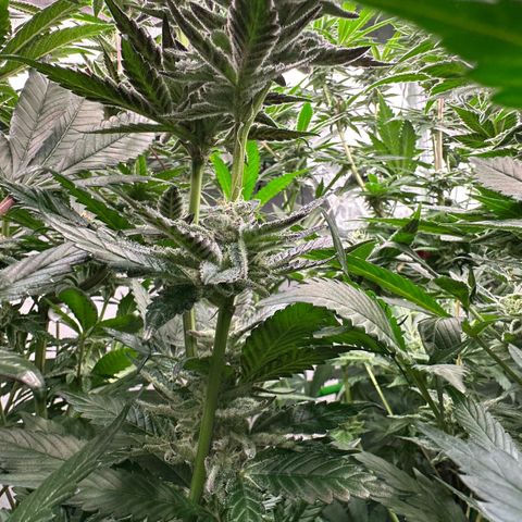 MiscxLAZ #22 C 42.33g growlog timeline photo