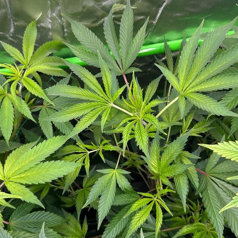 CxLAZ #31 C growlog timeline photo