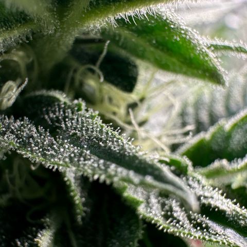 MiscxLAZ #26 C #1 47.15g growlog timeline photo