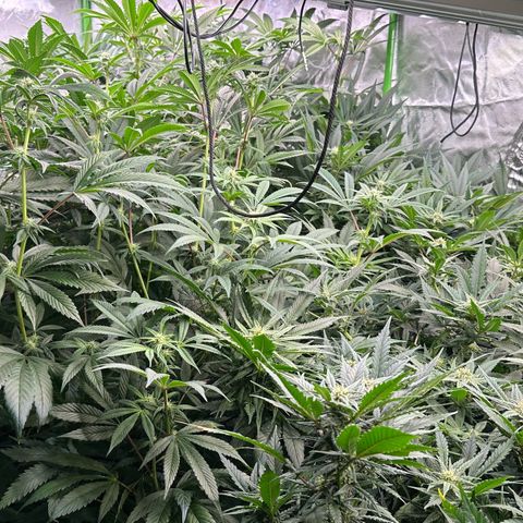 Fuel D.OG #1 Female 47.36g growlog timeline photo