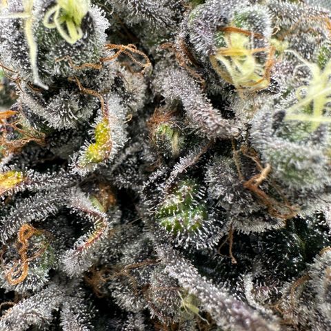CxLAZ #24 37.13g growlog timeline photo