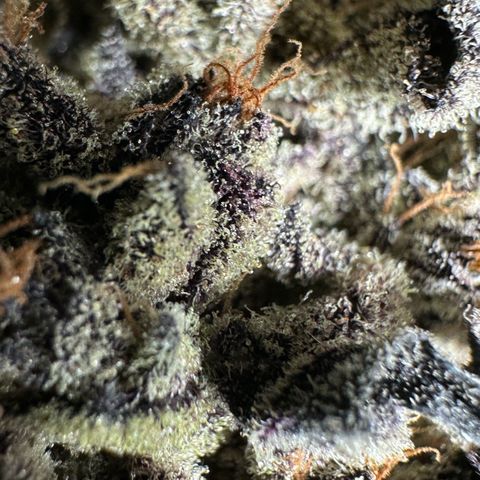 Misc x (LA Kush x Zkittles) #22 34.14g growlog photo: Moved to plastic bag
