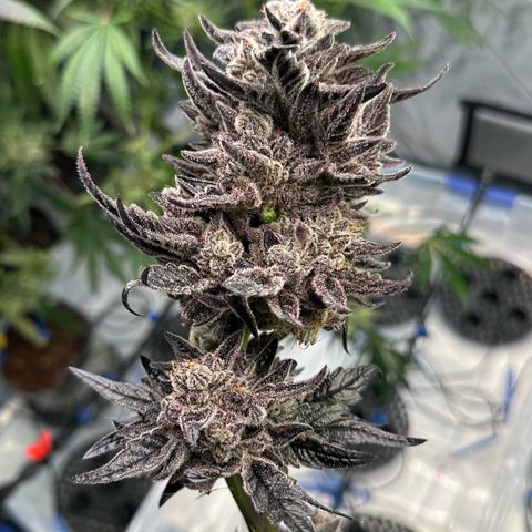 Misc x (LA Kush x Zkittles) #22 34.14g growlog photo: Harvest day