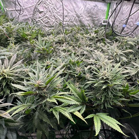 Fuel D.OG #1 Female 47.36g growlog timeline photo
