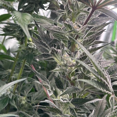 MiscxLAZ #37 C growlog timeline photo