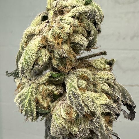 CxLAZ #16 50.72g growlog photo: Moved to plastic bag