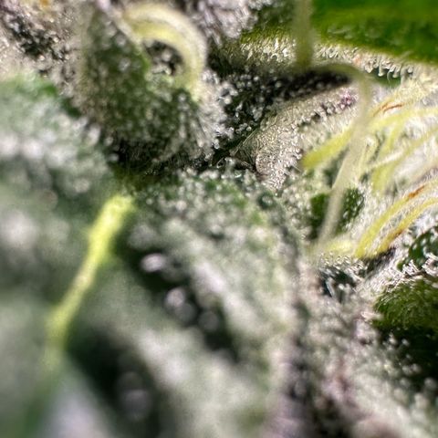 CxLAZ #03 C #1 58.58g growlog timeline photo