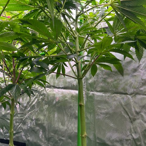 Fuel D.OG #2 Female 49.44g M growlog timeline photo