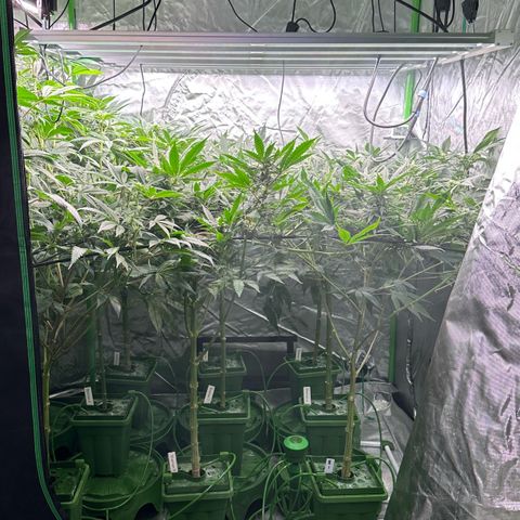 Fuel D.OG #1 Female 47.36g growlog timeline photo