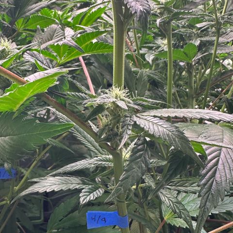 MiscxLAZ #29 C growlog timeline photo
