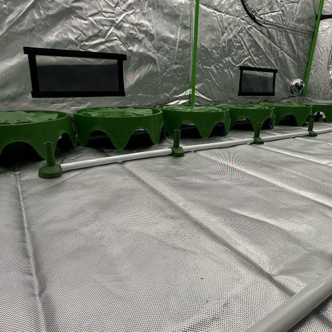 CxLAZ #16 50.72g growlog timeline photo