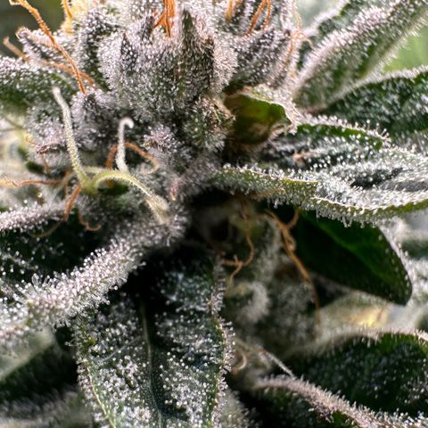 MiscxLAZ #26 C #1 47.15g growlog timeline photo