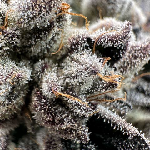 Misc x (LA Kush x Zkittles) #10 growlog timeline photo