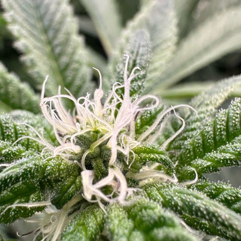 CxLAZ #31 C growlog timeline photo