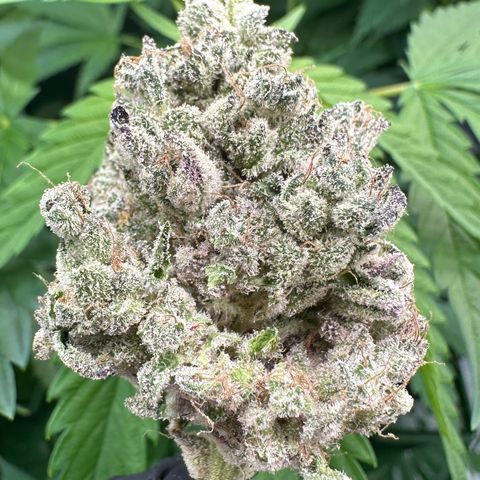 CxLAZ #24 37.13g growlog photo: Seeded bud