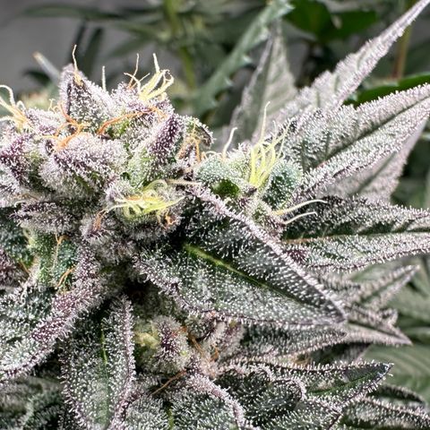 MiscxLAZ #22 C 42.33g growlog timeline photo