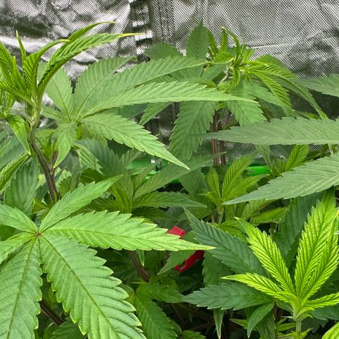 MiscxLAZ 5-4 34.63g growlog timeline photo