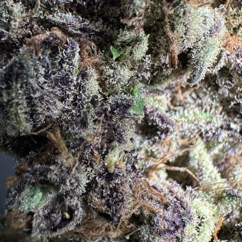 Misc x (LA Kush x Zkittles) #37 42.26g growlog timeline photo