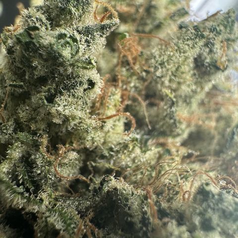 CxLAZ #15 52g growlog photo: Trim and put in grove bag, kind of dry.
