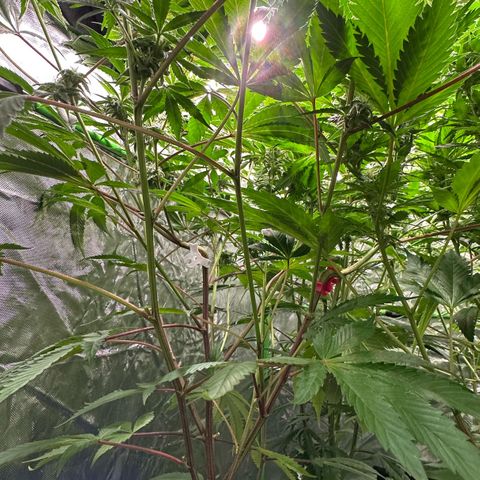 CxLAZ #03 C #1 58.58g growlog timeline photo