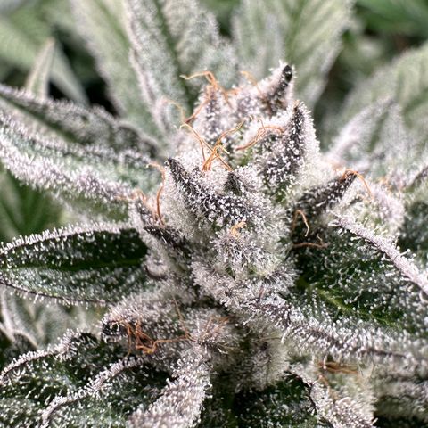 MiscxLAZ #29 C growlog timeline photo
