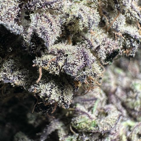 Misc x (LA Kush x Zkittles) #22 34.14g growlog timeline photo