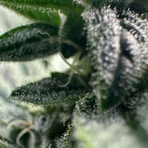 MiscxLAZ #26 C #1 47.15g growlog timeline photo