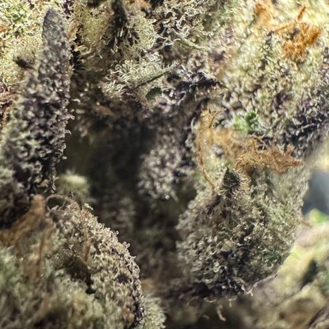 CxLAZ #03 45.52g growlog timeline photo
