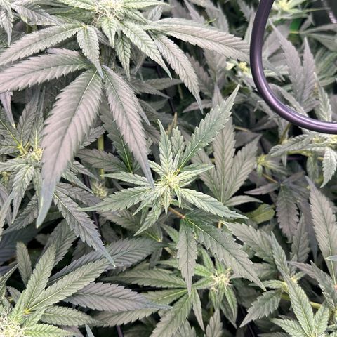 Fuel D.OG #1 Female 47.36g growlog timeline photo