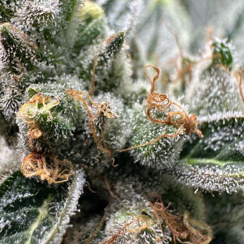 CxLAZ #06 growlog timeline photo