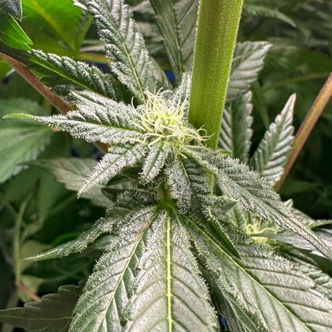 MiscxLAZ #29 C growlog timeline photo