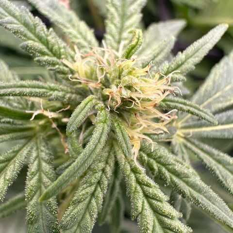 Fuel D.OG #1 Female 47.36g growlog timeline photo