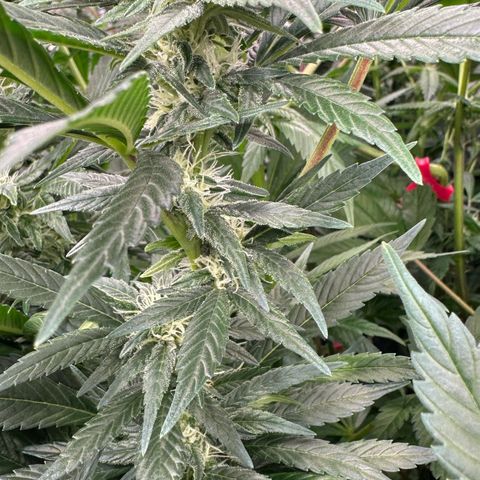 Fuel D.OG #2 Female 49.44g M growlog timeline photo