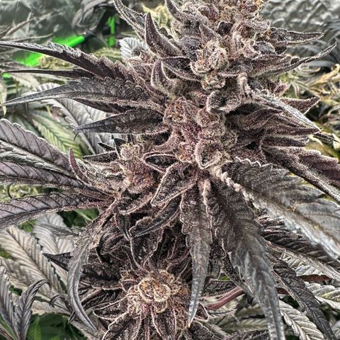CxLAZ #16 50.72g growlog timeline photo