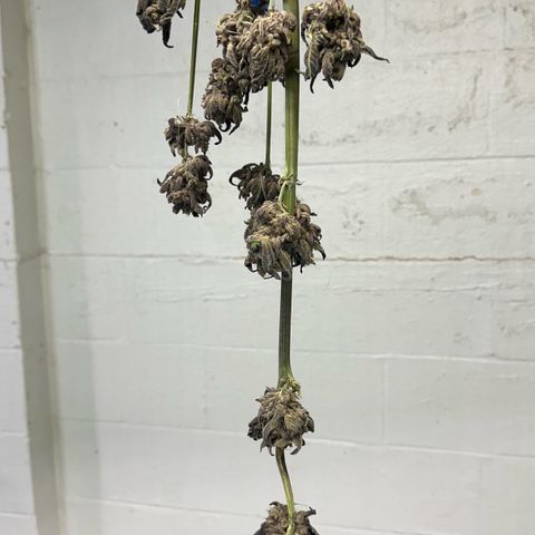 Misc x (LA Kush x Zkittles) #22 34.14g growlog photo: Moved to plastic bag