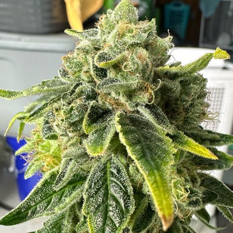CxLAZ #20 13.7g growlog photo: Harvest day