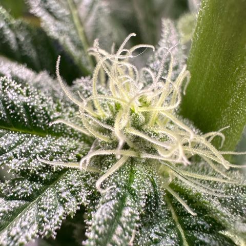 MiscxLAZ #29 C growlog timeline photo