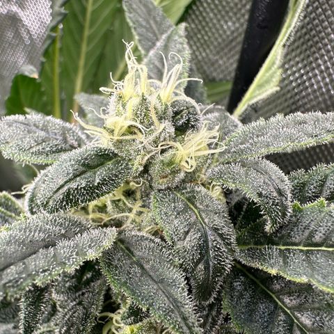 MiscxLAZ #08 C #1 growlog timeline photo