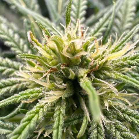 Fuel D.OG #1 Female 47.36g growlog timeline photo