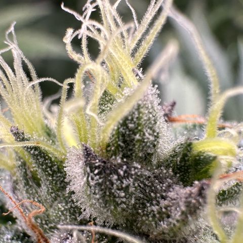 CxLAZ #03 C #1 58.58g growlog timeline photo
